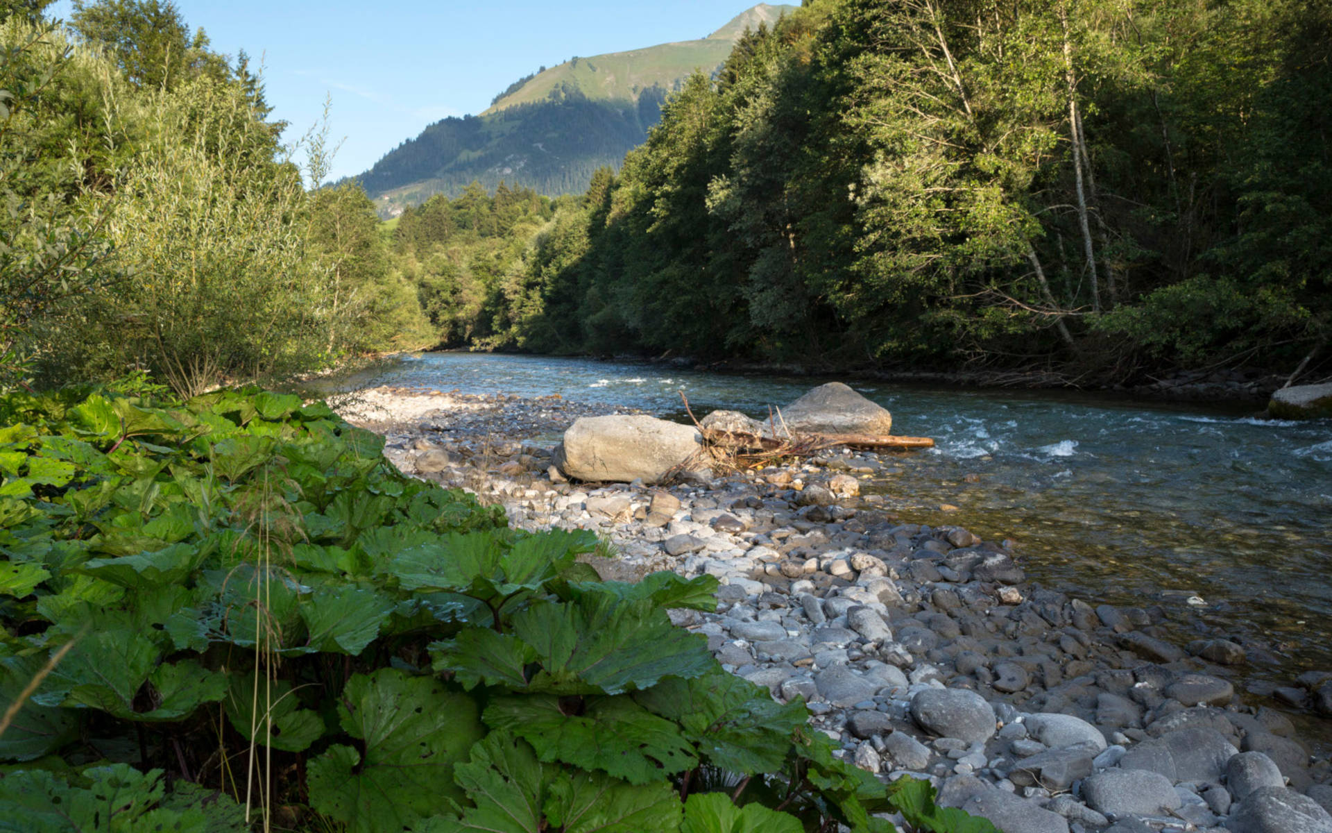 La Sarine dans la Réserve naturelle des Ouges_cr_benoit_renevey