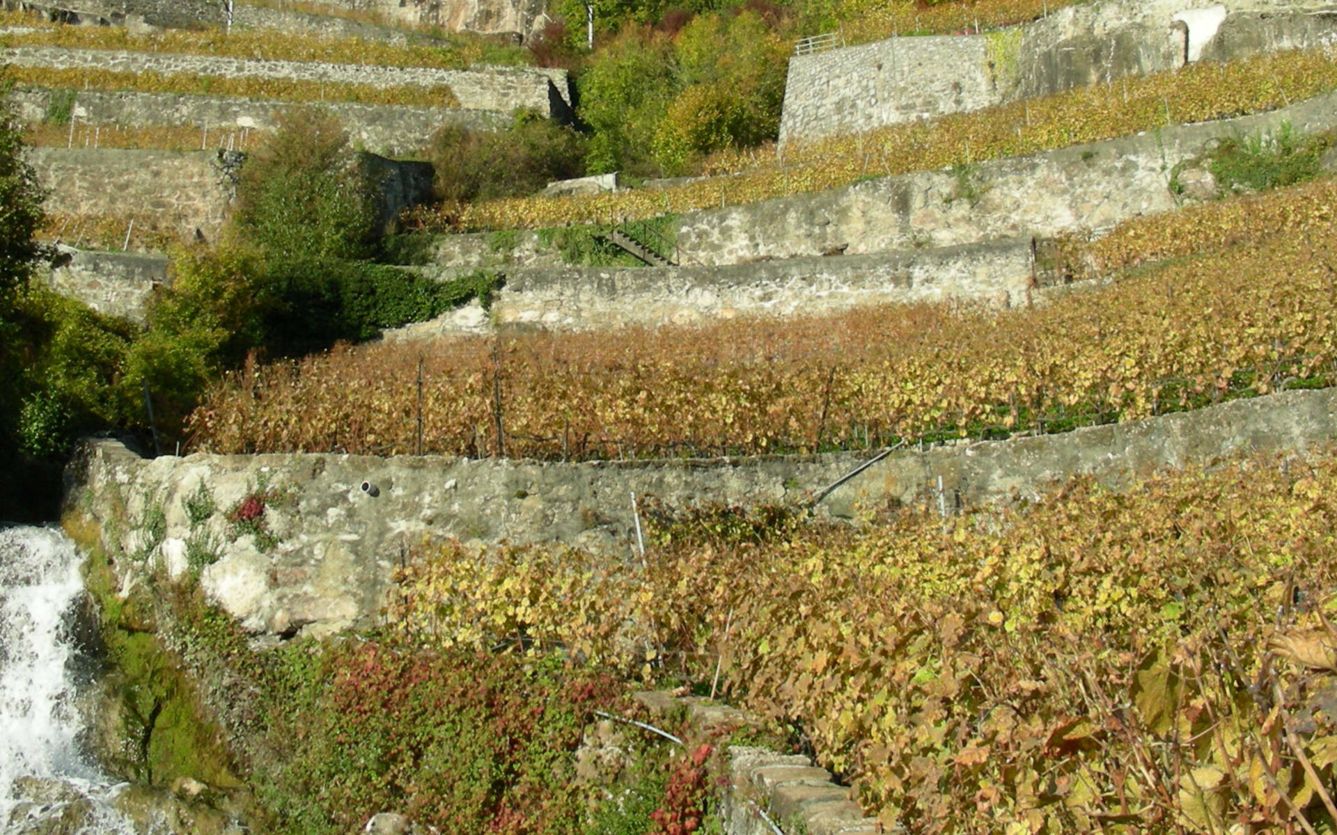 Lavaux_Pro_Natura_Vaud