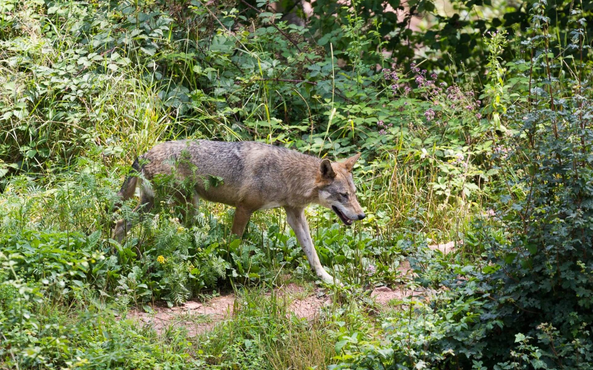 loup jura