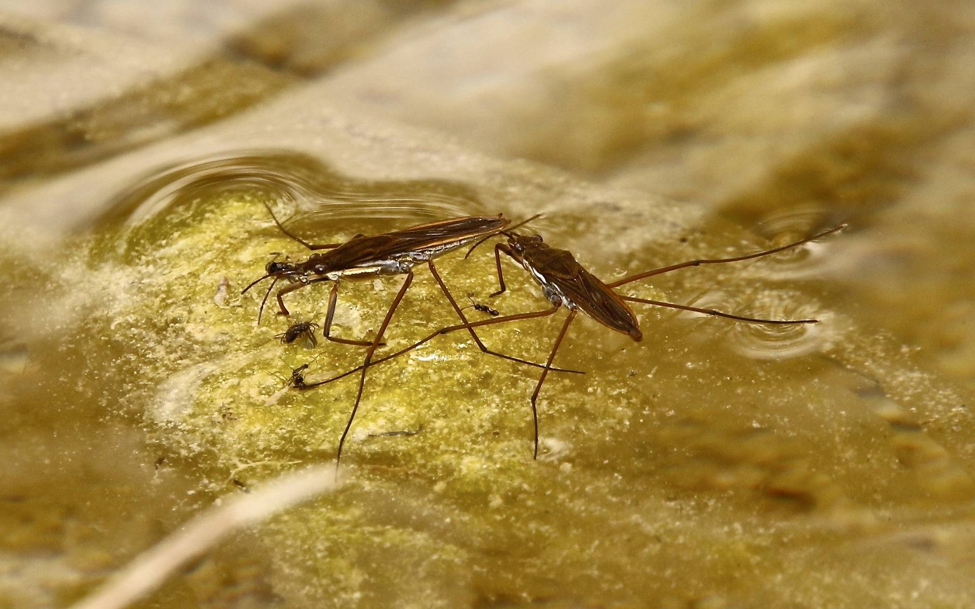 Gerris lacustre