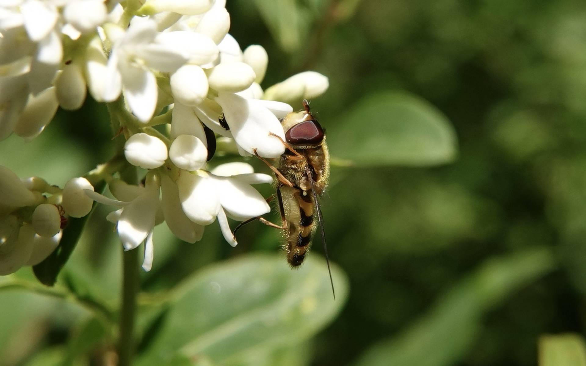 Syrphe du Groseiller