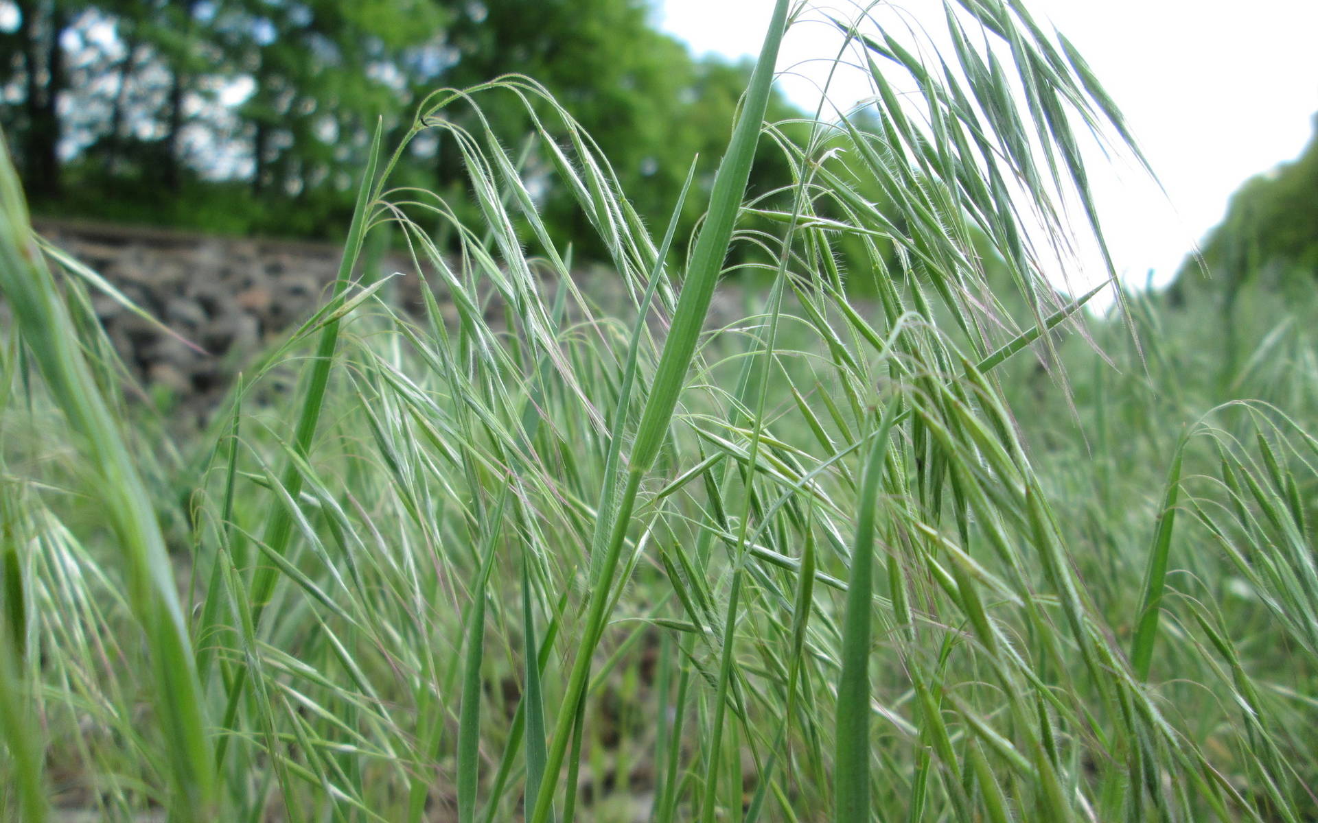 Bromus tectorum epillet