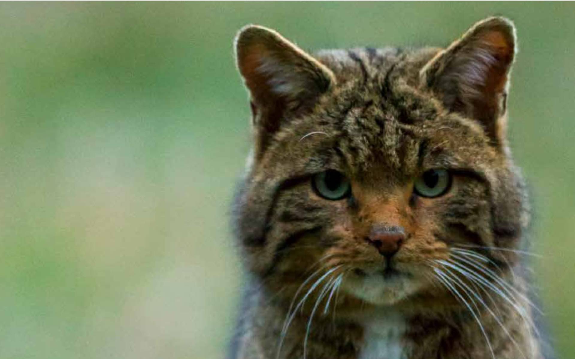 Chat sauvage