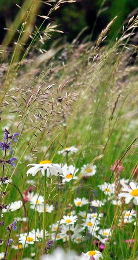 Prairie fleurie