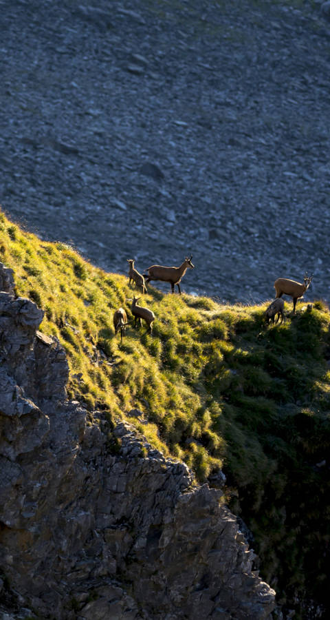 chamois