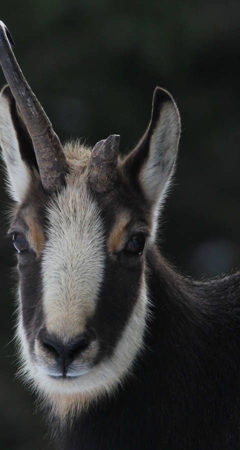 Pro Natura _ Chamois _Elise Blatti