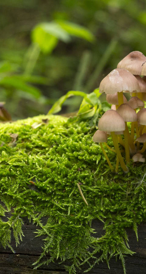 Champignons