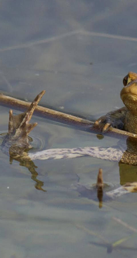 Crapaud commun (Bufo bufo)