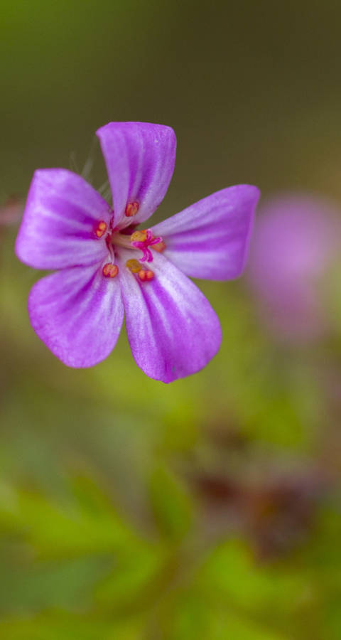 Fleur