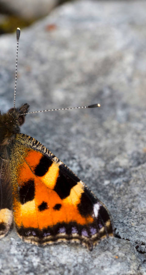 papillon