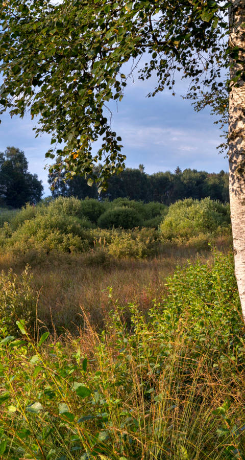 La Rogivue_cr_benoit_renevey