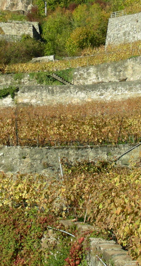 Lavaux_Pro_Natura_Vaud