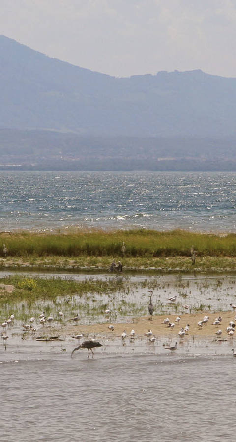 Ile aux Oiseaux