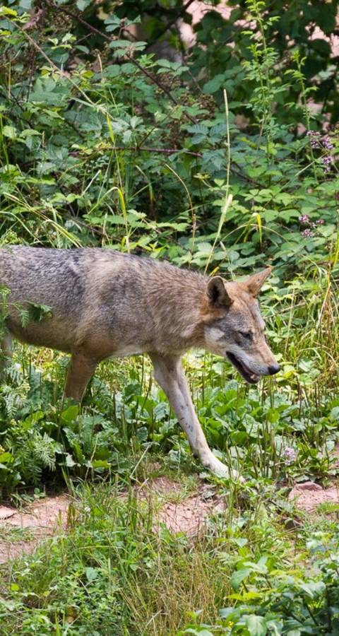 loup jura