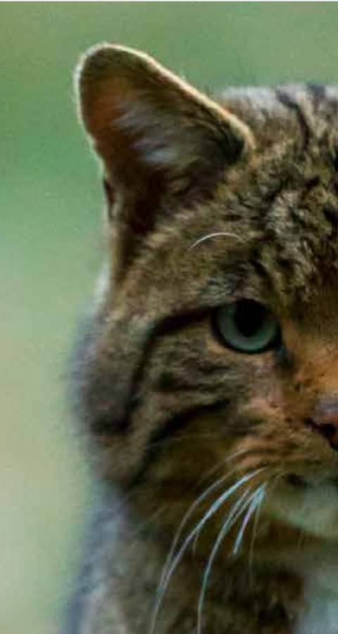 Chat sauvage