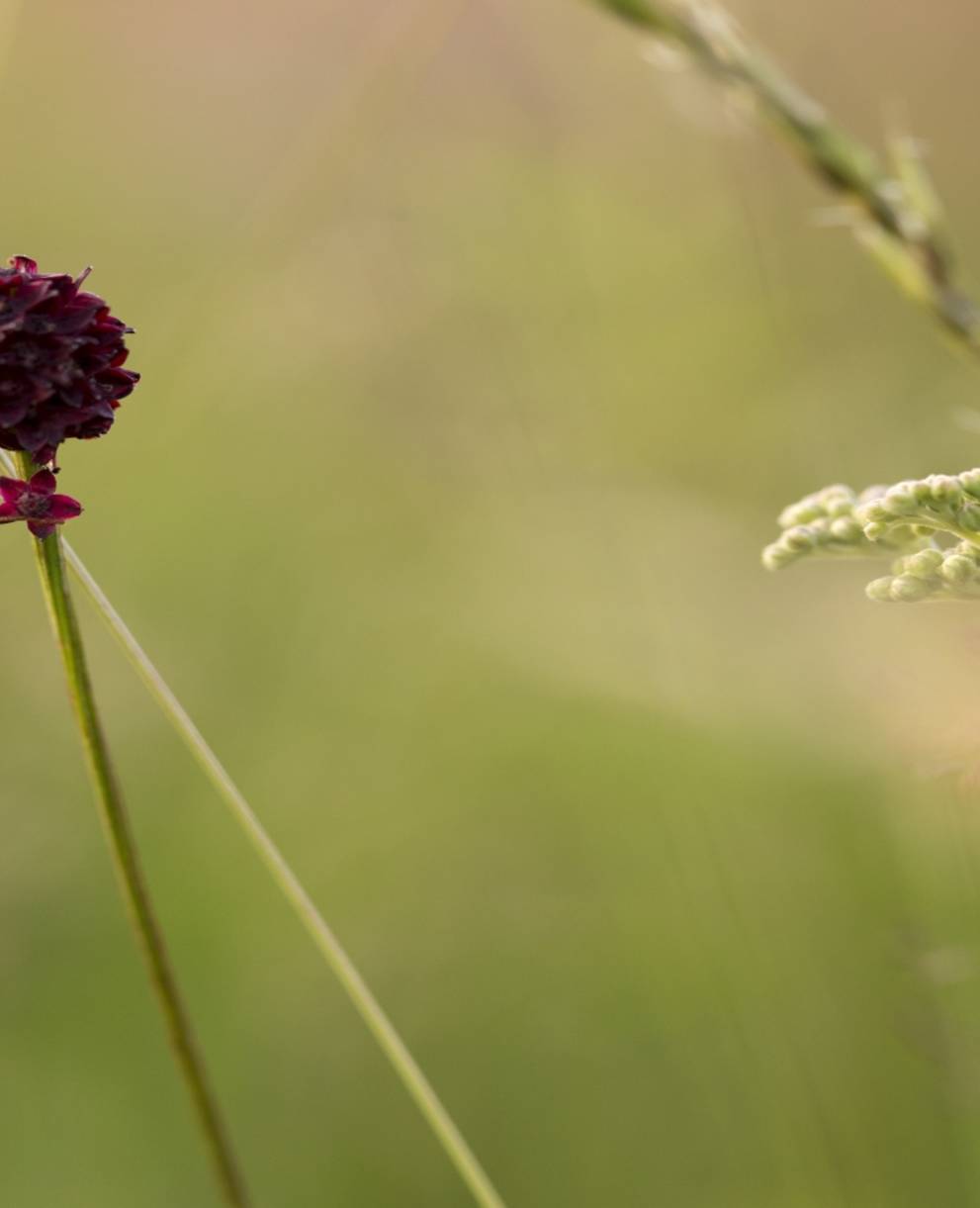 Papillon sur fleur