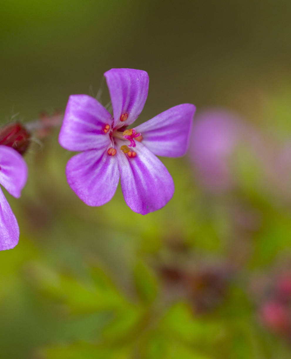 Fleur