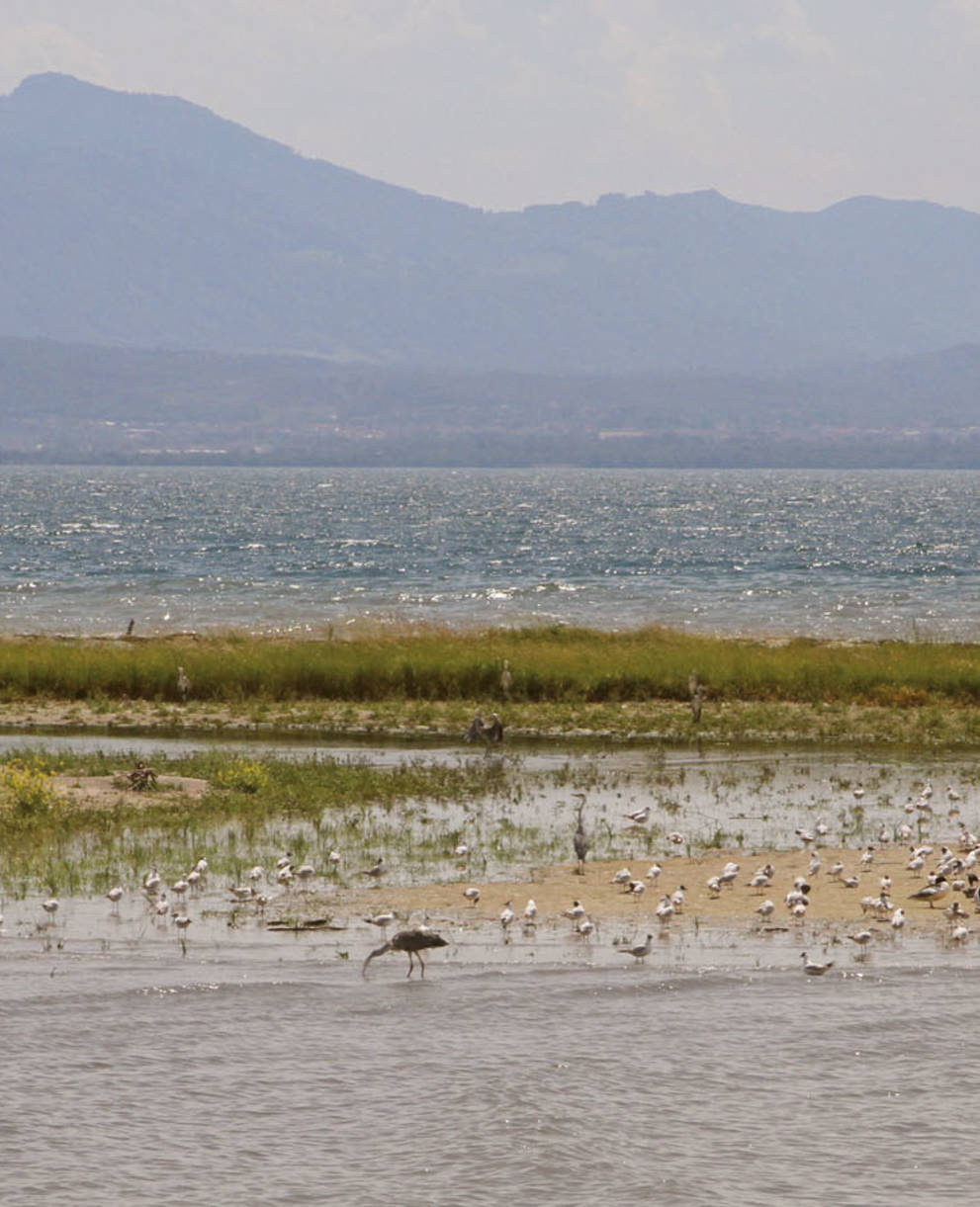 Ile aux Oiseaux