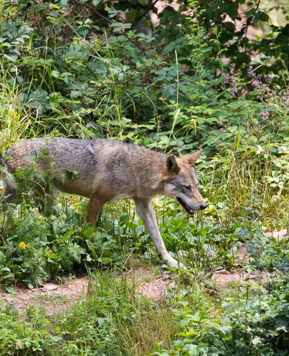 loup jura