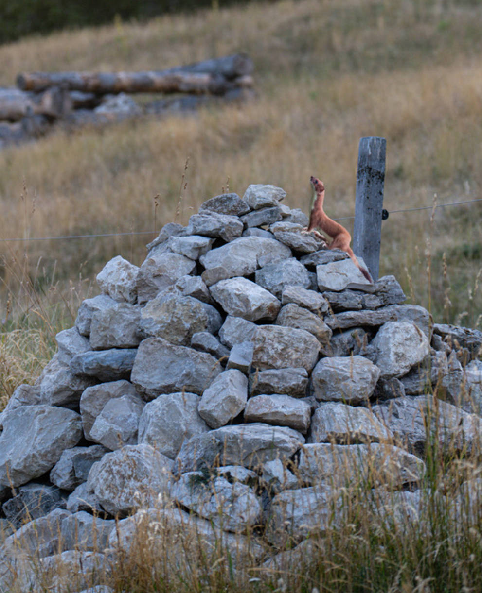 Une hermine profite d’un abri aménagé avant de partir en chasse aux mulots dans le pâturage.