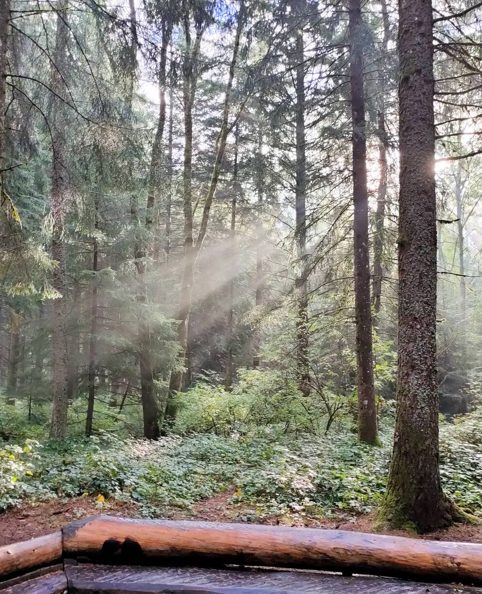 Forêt lumière