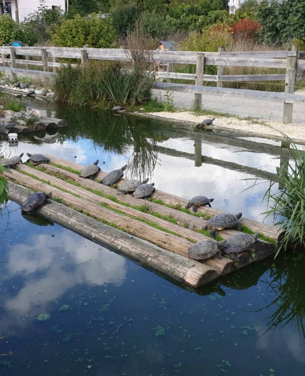 Tortues centre Emys