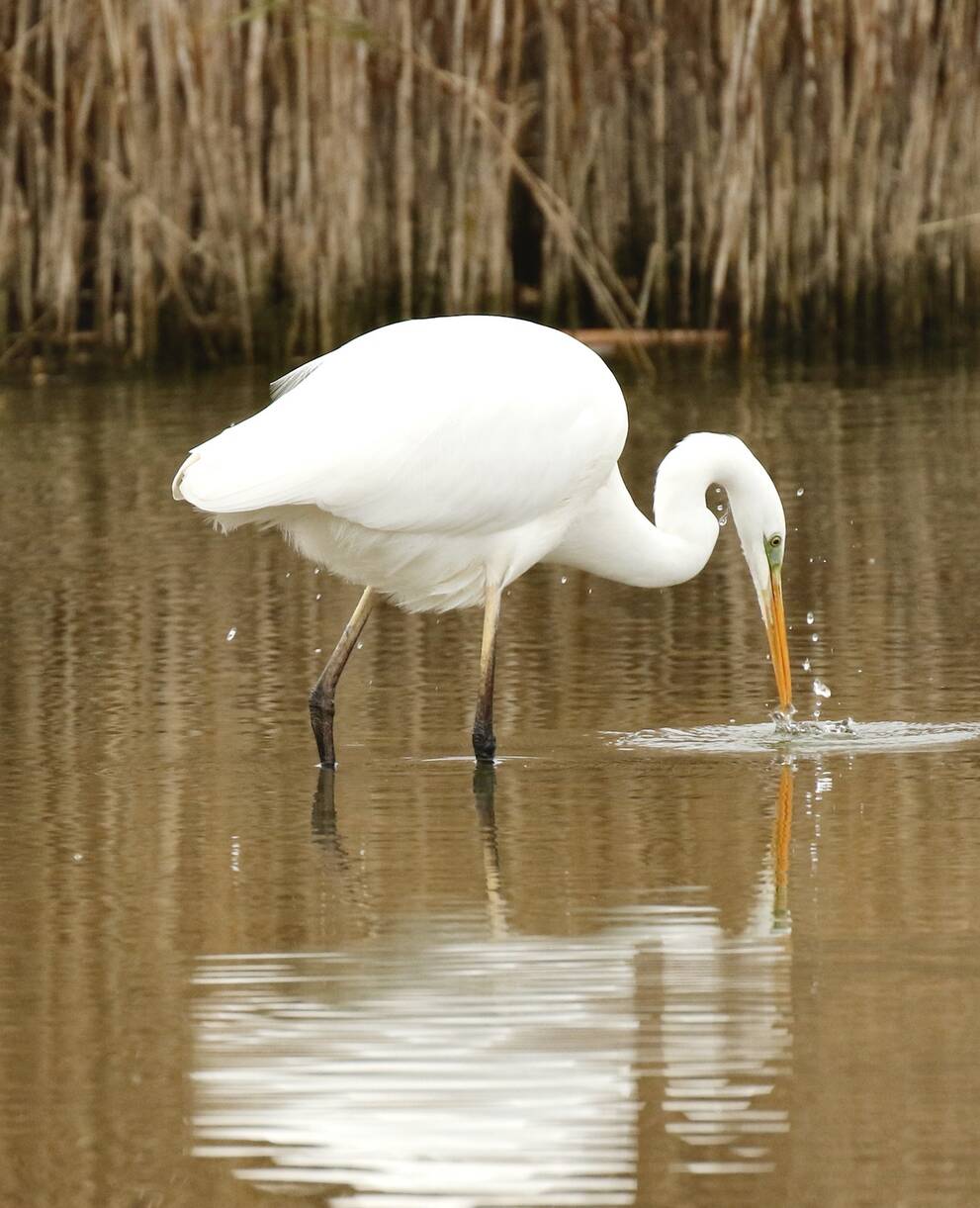 Grande aigrette