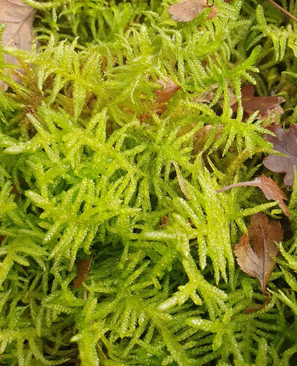 Mousse des jardiniers Pseudoscleropodium purum