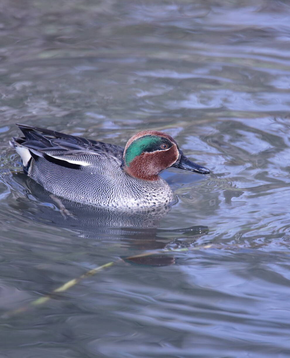 Sarcelle_d'hiver_cr_romain_dupraz