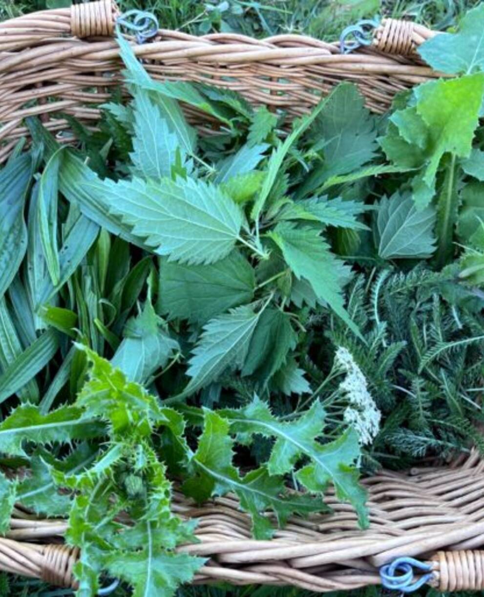 panier-cueillettes-dautomne_cr_nathalie_deshayes