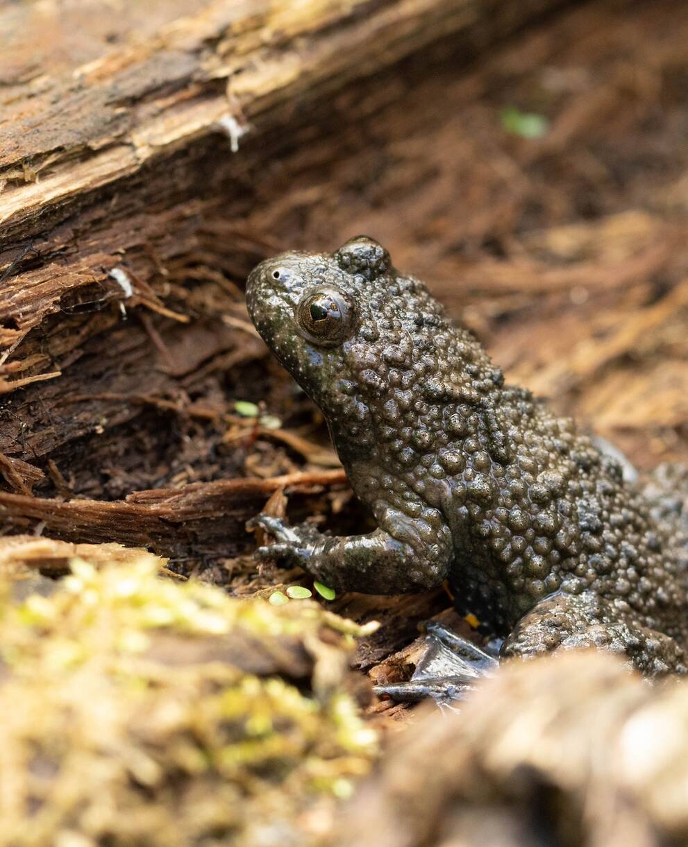 sonneur_a_ventre_jaune_cr_nicolas_bonzon