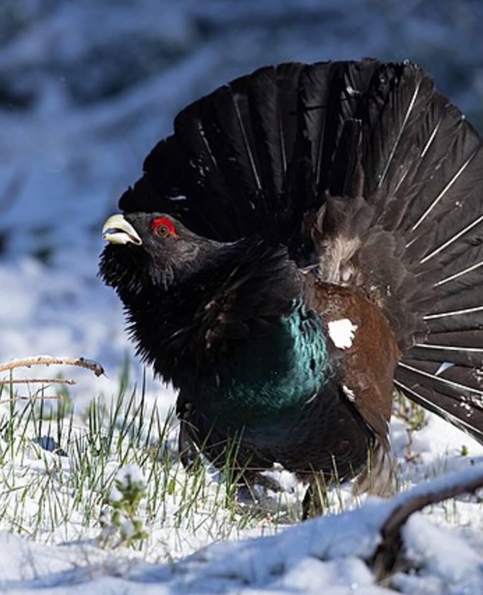 Grand_tetras_cr_zwerger-r-leben