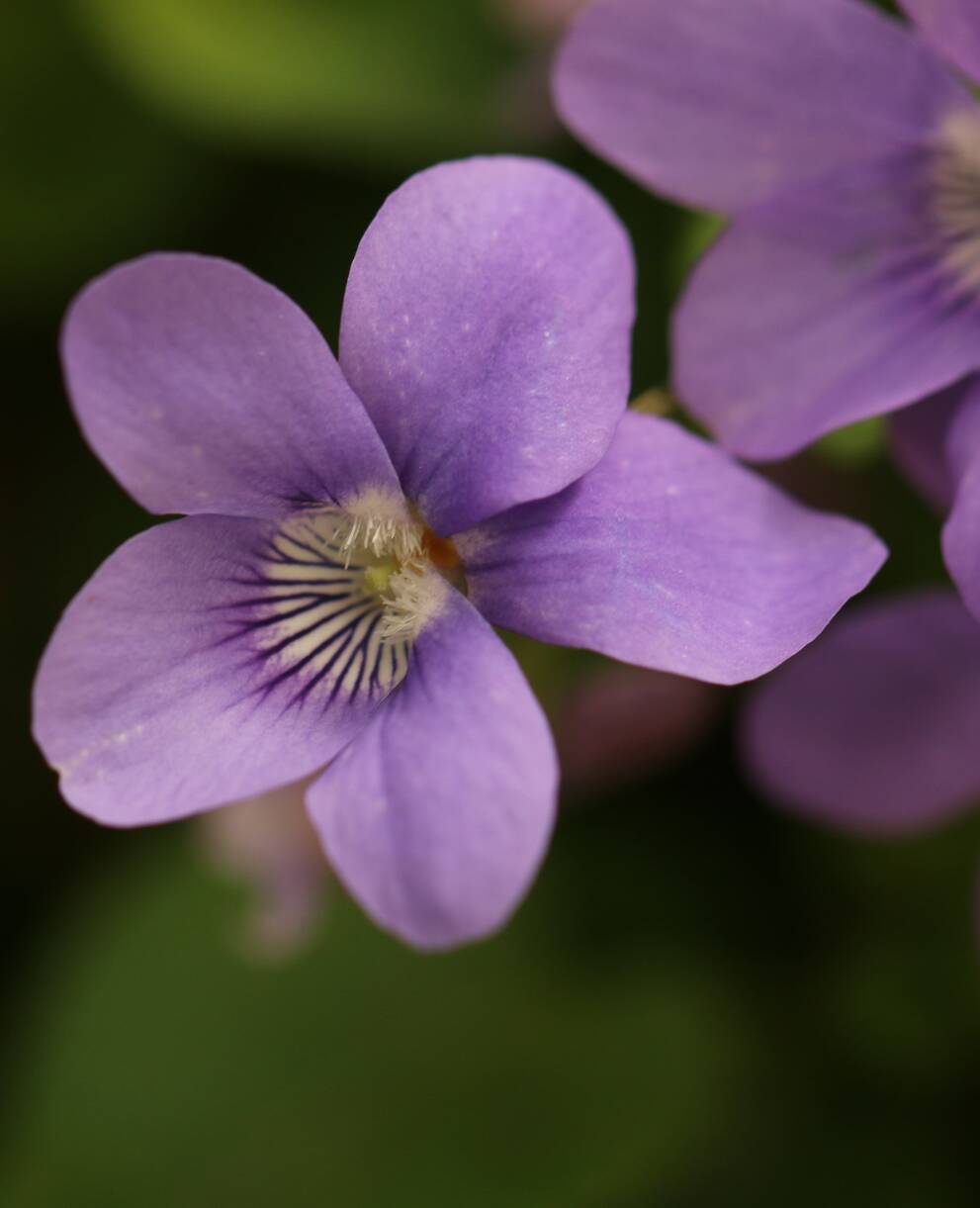 violette_des_bois_cr_silvana_manzocchi