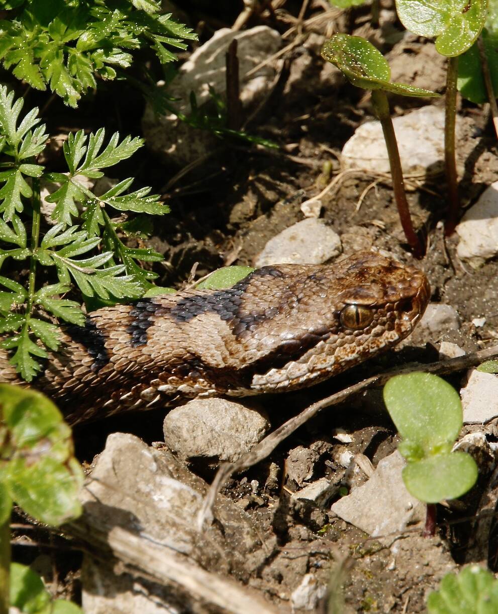 vipere_aspic_cr_giulio_genoni