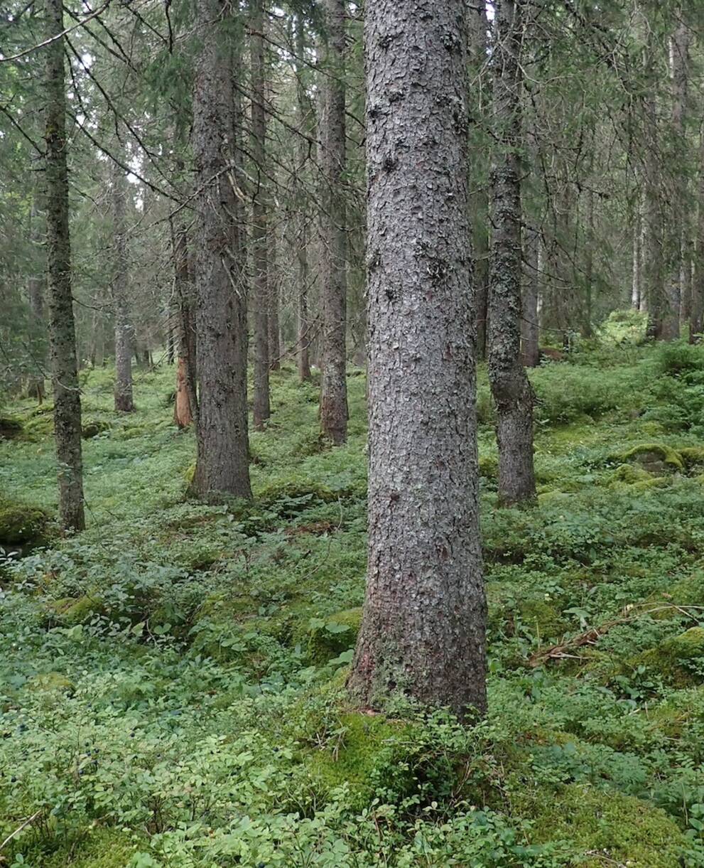 foret_sur_lapie_cr_francois_clot