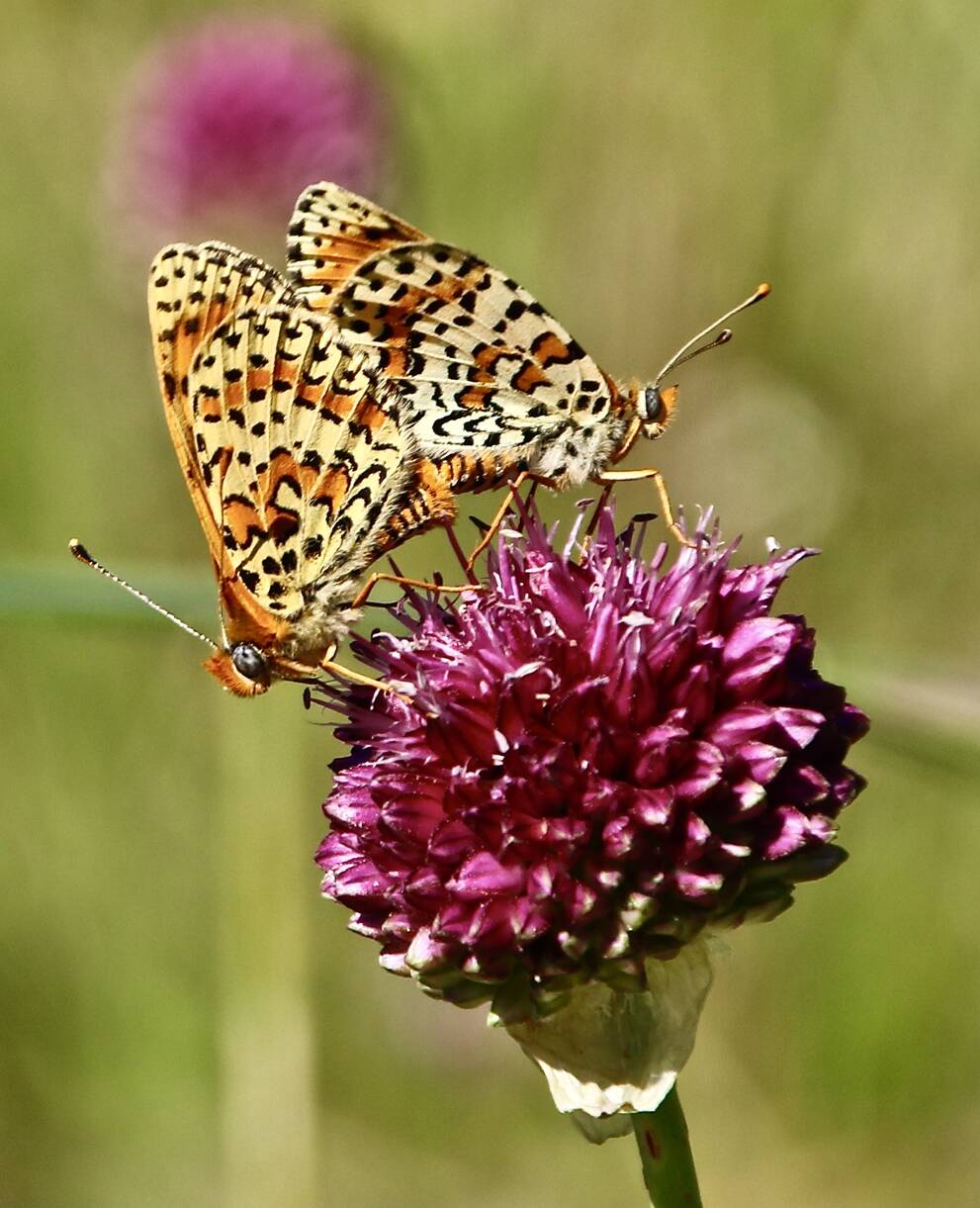 Mélitées orangées et sanguisorbe officinale - Photo Giulio Genoni ©