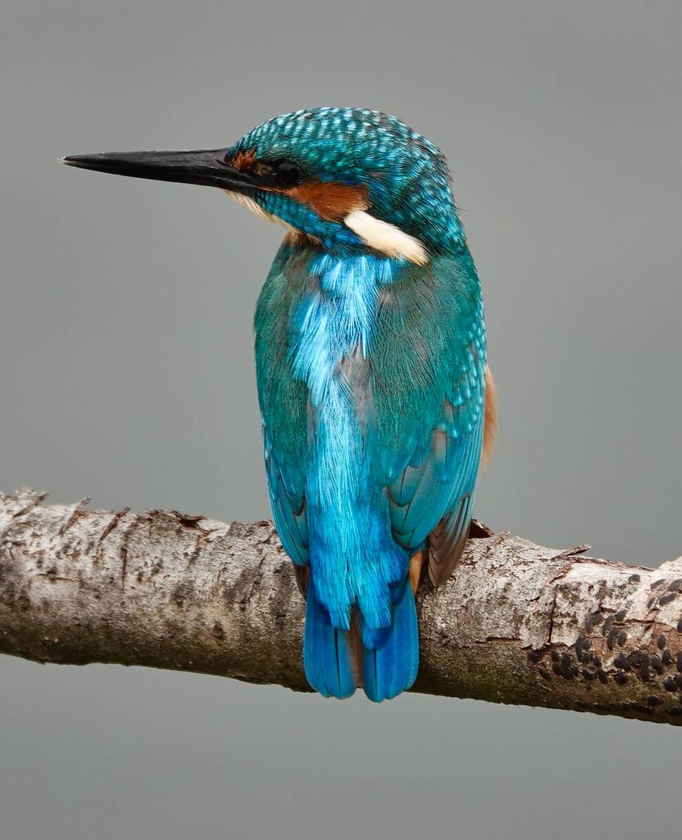 martin-pecheur_deurope_cr_giulio_genoni