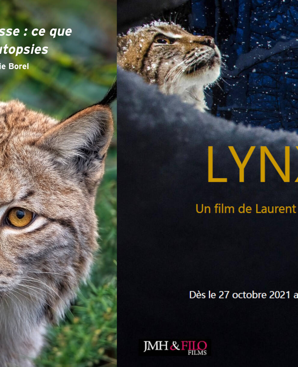 conference et film lynx