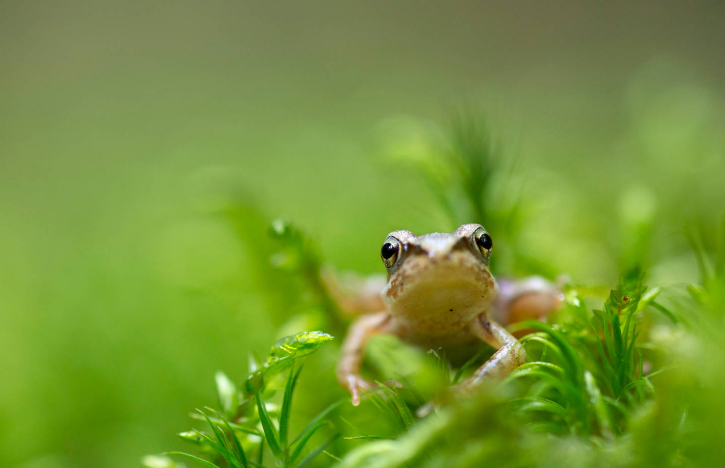 Jeune_grenouille_rousse_cr_benoit_renevey