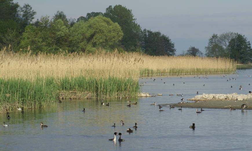 grebes_saviez_pro_natura_vaud