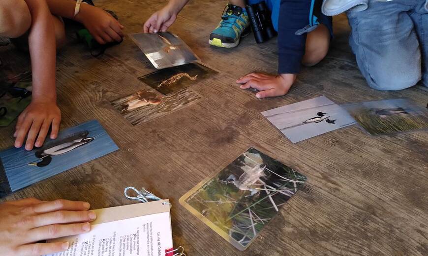 Jeux oiseaux du lac