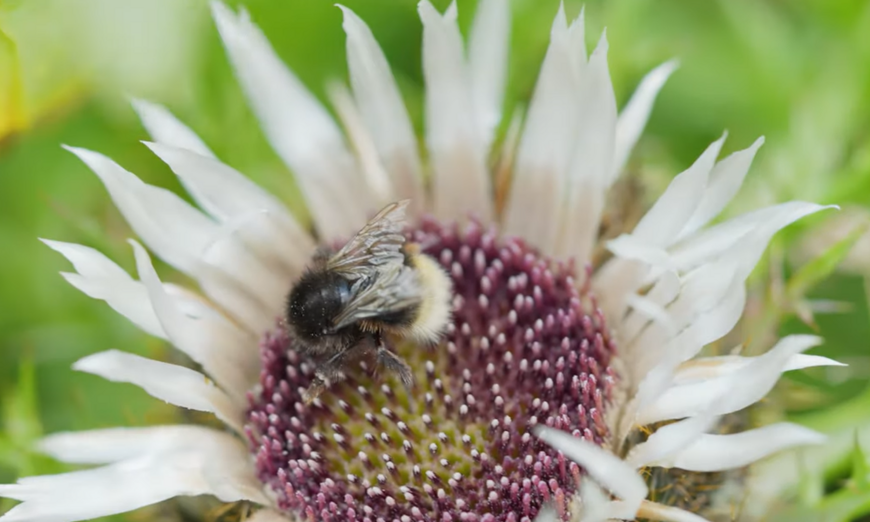 Biodiversité