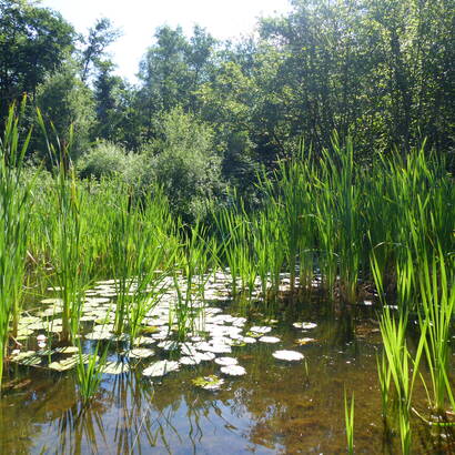 étang